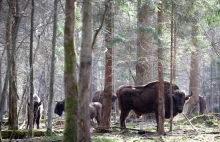 Poland approves large-scale logging in Europe's last primeval forest