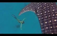 Największy rekin nagrany kamerą GoPro [ang]