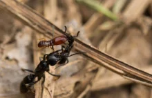 Mrówki ratują po bitwie rannych towarzyszy