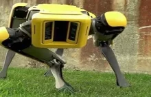 "Pies" Boston Dynamics już od przyszłego roku. Cena ok. 30tys $