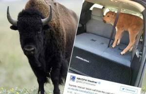 USA. Turyści zabrali małego bizona do auta. Zwierzę trzeba było odstrzelić