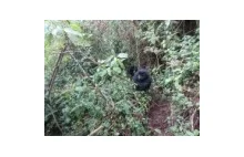 Zagrożone goryle przechytrzyły kłusowników