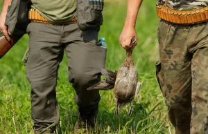 Myśliwym nie podoba się monitoring ornitologów