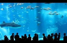 Waterworld. Największe akwarium na świecie