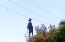 W Grecji już Kozy mają dość