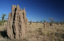 W wojnie z mrówkami termity poświęcają najstarszych żołnierzy