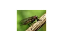 Czy wiesz dlaczego muchy latają w kółko pod żyrandolem?