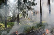 Pożary w Puszczy Kampinoskiej były częstsze niż zazwyczaj. Podpalał strażak.