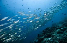 Ryby z głębin wiążą miliony ton dwutlenku węgla