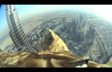 Rekordowy przelot orła nad Dubaiem.
