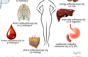 Jesteś tym co jesz – jak wspomagać odbudowę i oczyszczanie organizmu