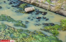 Katastrofa ekologiczna na rzece Bóbr