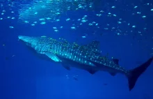 W okolicach Indonezji manty i rekiny wielorybie spożywają duże ilości plastiku