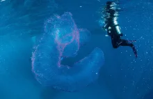Morski jednorożec? Niezwykłe stworzenie uchwycone na zdjęciach
