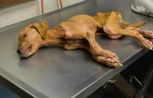 Ten pies został uratowany przez pewną rodzinę, nie spodziewali się że...