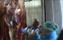 Mięso poza kontrolą - raport Greenpeace