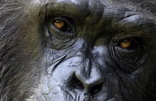 Szympansy i orangutany mogą przechodzić kryzys wieku średniego [ENG]