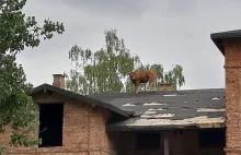 Krowa utknęła... na dachu