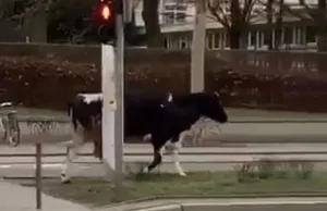 Z Uniwersytetu Przyrodniczego uciekła krowa... FOTO/WIDEO