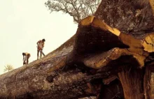 Najstarsze drzewo Świata - wycięte !