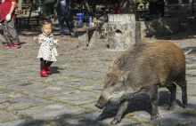 Władze Hong Kongu będą eliminowały agresywne dziki z ulic miasta.