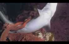 Ośmiornica przytula samotnego rekina