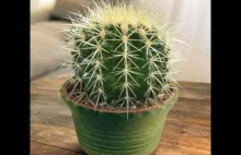 Patryk Anosik - Kaktus