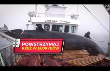 Norweski rząd zezwala na mordowanie setek ciężarnych wielorybic