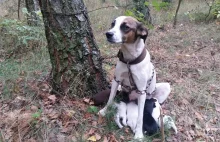 Suczka ze szczeniakami przywiązana łańcuchem w lesie pod Sochaczewem