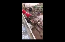 Dwie małe dziewczynki uratowane podczas błyskawicznej powodzi