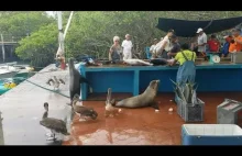 Targ rybny na Galapagos jest dość gorączkowy