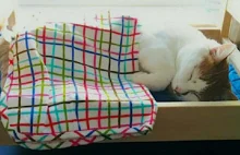 IKEA podarowała mini łóżka schronisku dla kotów
