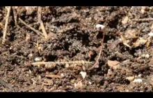 Nasiono Erodium cicutarium