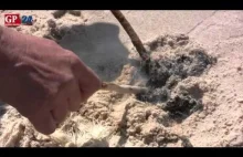 Tajemnicza substancja skaziła plażę koło Czołpina