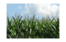 GMO wchodzi tylnymi drzwiami? Rolnicy mają uprawy modyfikowanej kukurydzy