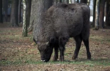 Ktoś zabił żubry w rezerwacie. Wszczęto śledztwo