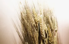 10 najbardziej szkodliwych zbóż na świecie
