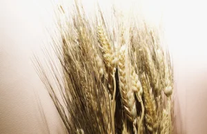 10 najbardziej szkodliwych zbóż na świecie