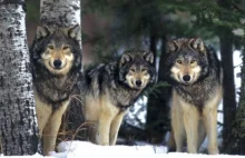 Duże drapieżniki w Europie mają się świetnie; Polska „eksportuje” wilki