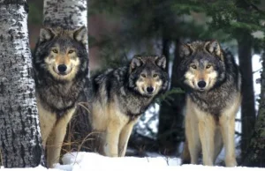Duże drapieżniki w Europie mają się świetnie; Polska „eksportuje” wilki