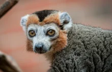 Lemury to nie tylko król Julian. 10 wspaniałych gatunków lemurów.
