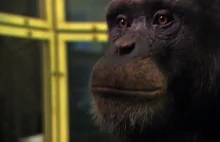 Szympansi geniusz - rozwiązuje test pamięciowy w mgnieniu oka