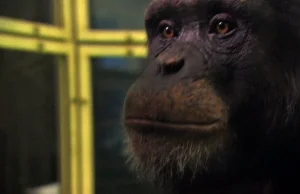 Szympansi geniusz - rozwiązuje test pamięciowy w mgnieniu oka