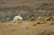 Ten niedźwiedź polarny stał się symbolem skutków zmian klimatu (wideo)