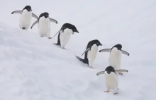 150 000 antarktycznych pingwinów, uległo nagłemu unicestwieniu [eng.]