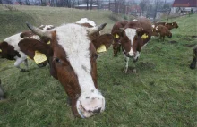 Szalone krowy sieją spustoszenie i terroryzują miasto