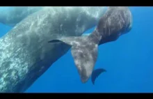 Altruizm międzygatunkowy – Kaszaloty zaopiekowały się kalekim delfinem