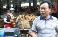 Rusza festiwal psiego mięsa w Yulin