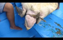 Pomoc żółwiowi morskiemu zaplątanemu w rybackie sieci.