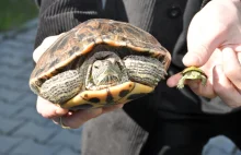 Około tysiąca obcych żółwi żyje w Zalewie Zemborzyckim.